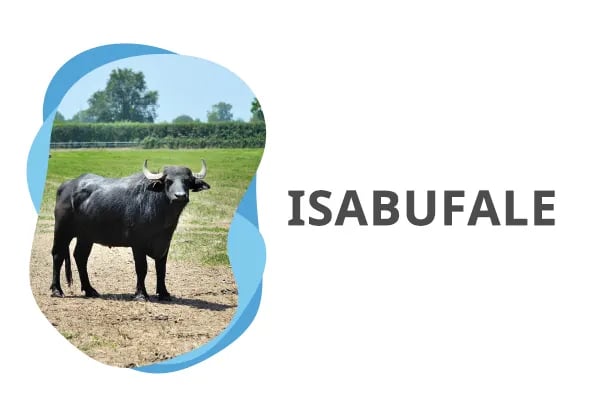 ISABUFALE