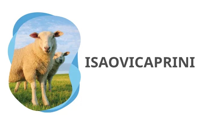 isaovicaprini-01-2