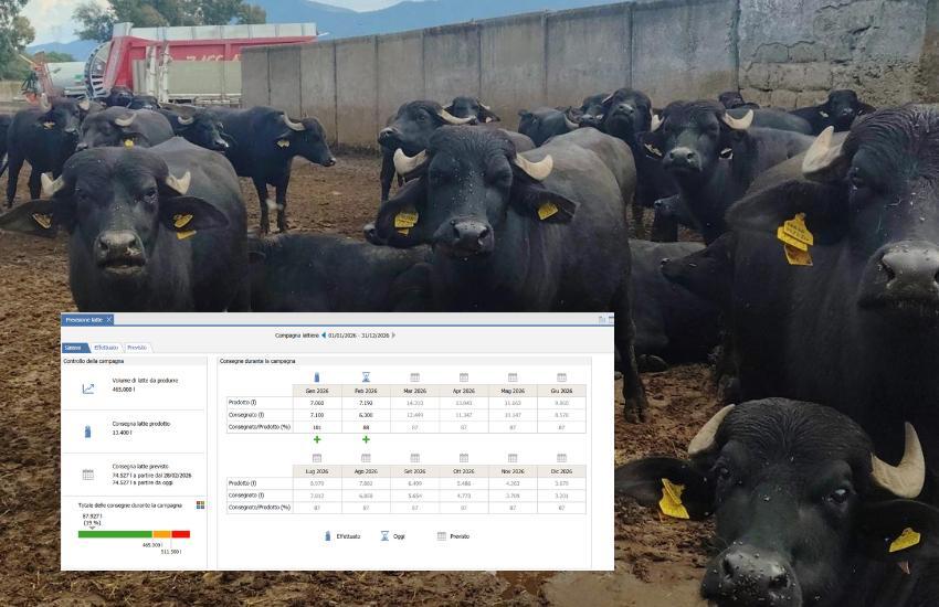 Produzione-latte-bufala