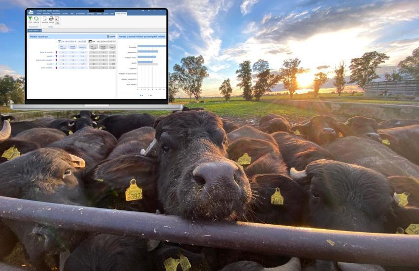 Sanitario-allevamento-bufale