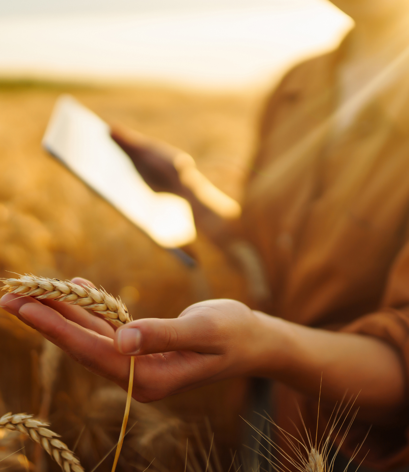 Webp Image site web (940 x 788 px) (11)