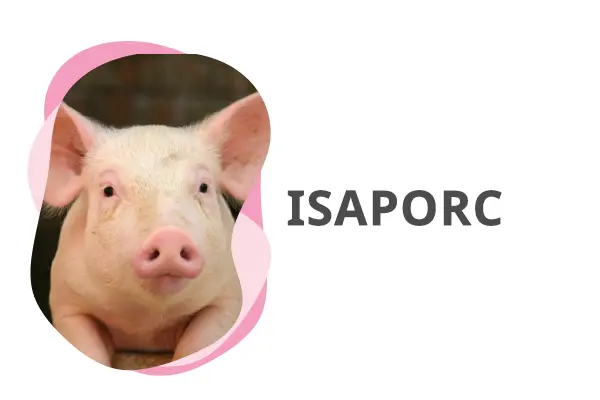 isaporc-01